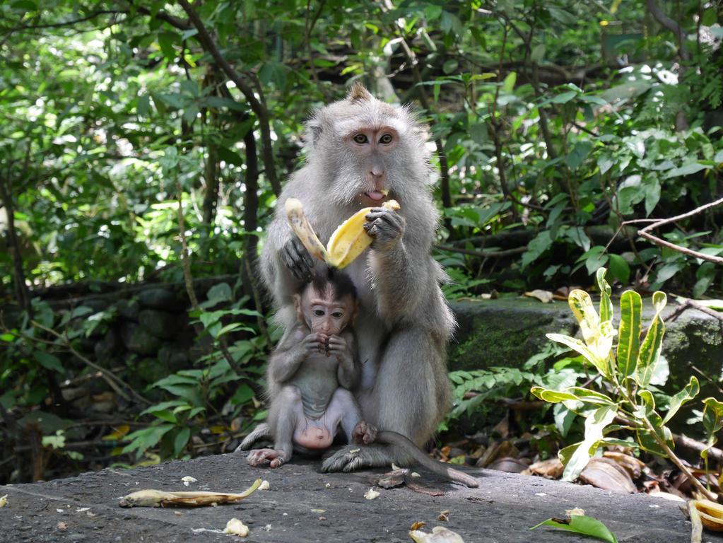 Pondok Penestanan Villa Ubud Ngoại thất bức ảnh